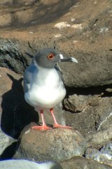 02-Swallow-tailed Gull